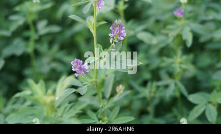 Medicago sativa, alfalfa, lucerne in bloom - close up. Alfalfa is the most cultivated forage legume in the world and has been used as an herbal medici Stock Photo