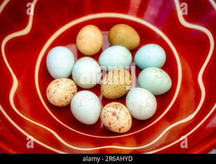 12 colourful Quail eggs in a ceramic bowl Stock Photo