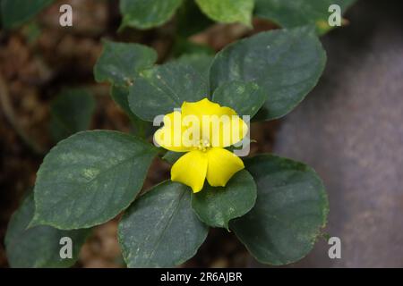Linum flavum, the golden flax or yellow flax Stock Photo