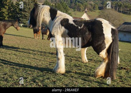 black and white piebald horse Stock Photo
