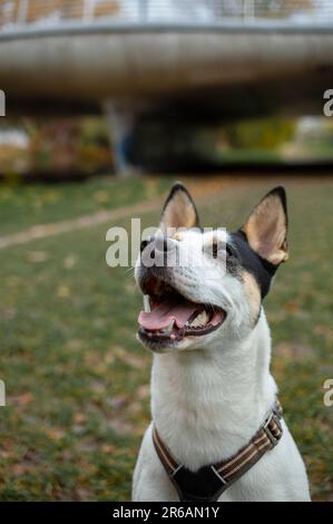 A friendly happy dog ​​playing in the summer park. Mongrel dog playing with a stick Stock Photo