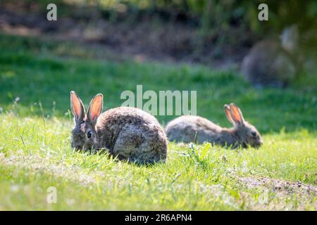 Two wild rabbits on the grass Stock Photo
