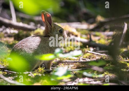 Young wild rabbit isolated in the woods Stock Photo