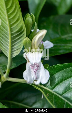 White flowers of of Malabar nut or Justicia adhatoda or adulsa or vasa or vasaka tree close up Stock Photo