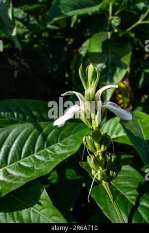 The flower buds of a Malabar nut plant (Justicia Adhatoda), This is the ...