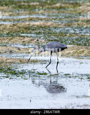 A grey morph Dimorphic Egret hunts small fish and crustaceans in a tidal pool on the beaches north of Dar es Salaam. Stock Photo