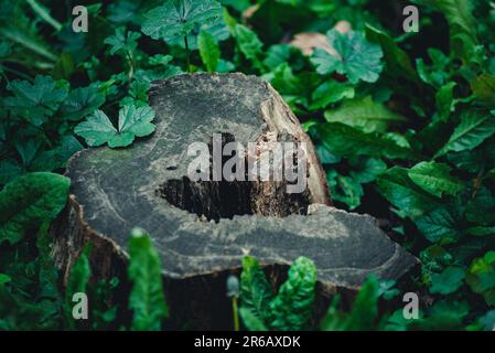 An aged tree stump rests in a sun-dappled grassy landscape, its gnarled trunk barely rising from the ground Stock Photo