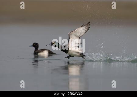 Greater scaup (Aythya marila), just scaup in Europe or, colloquially, bluebill in North America, a mid-sized diving duck, observed in Gajoldaba in Wes Stock Photo
