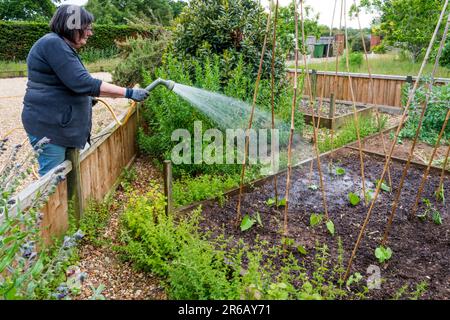 Woman watering in bean plants freshly planted in her vegetable garden. Stock Photo