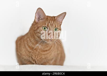 Cute red cat sitting and looking curious away. Isolated on white background. Stock Photo