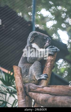 A cute koala bear perched on a wooden branch snoozing peacefully in its natural habitat. Stock Photo