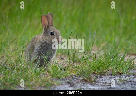 Rabbit (Oryctolagus cuniculus) on banks of Golden Loch, Fife, Scotland, UK. Stock Photo