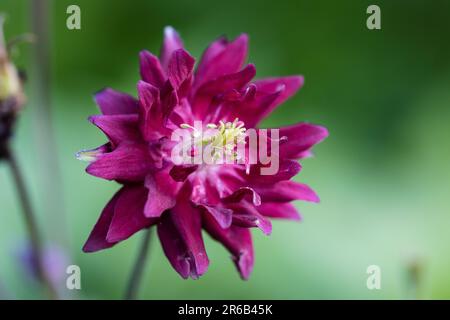 Aquilegia ex 'Bordeau Barlow' is a columbine with double purple flowers Stock Photo