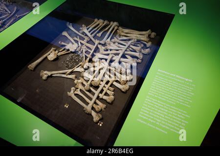 Bramsche, Germany. 08th June, 2023. View of human bones from a mass grave. In 2018, the Varus Battle Museum in Kalkriese found a Roman splint armor during excavations - according to the museum, the oldest so far and the only one preserved worldwide. The museum is showing other exhibits on this in the special exhibition 'Cold Case - Death of a Legionnaire' from June 10 to Nov. 5, 2023. Credit: Friso Gentsch/dpa/Alamy Live News Stock Photo