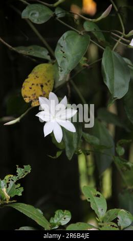 The vine of Royal jasmine. Jasmimum nobile Stock Photo