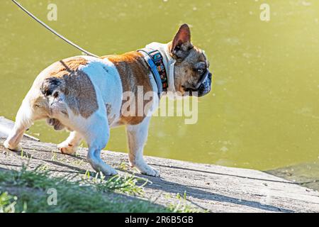 young french bulldog on a leash near a pond for a walk. Pet care Stock Photo
