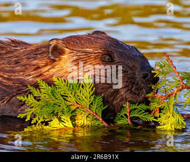 Beaver head close-up side view eating a cedar branch in a lake and enjoying its environment and habitat surrounding with a blur water background. Stock Photo