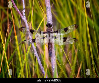 A female twelve-spotted skimmer on a branch. Libellula pulchella. Stock Photo