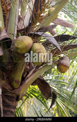 Full coconut of tree. A coconut tree with a lot of green coconuts in it Stock Photo