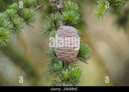 Pine cone on tree of Atlas cedar cones, unripe cones, Andalucia, Spain. Stock Photo