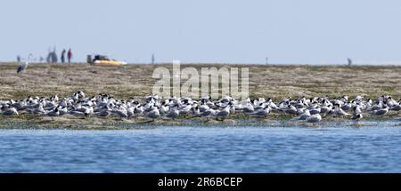 Lesser Crested Terns do not breed on the East African coast but large flocks feed and rest on the beaches between November and April. Stock Photo