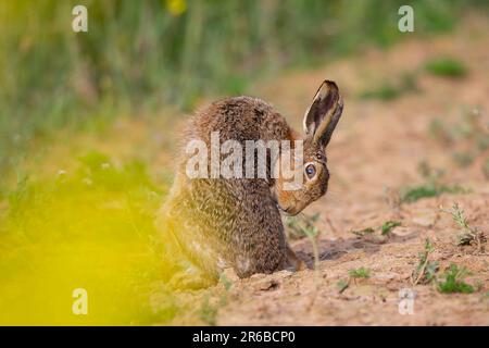 Rear view of a wild, UK brown hare (Lepus europaeus) sitting and preening. Stock Photo