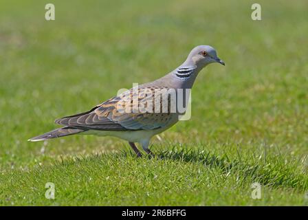 European Turtle-dove (Streptopelia turtur) adult standing on short grass  Eccles-on-Sea, Norfolk, UK.           May Stock Photo