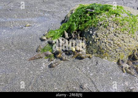Mudflat snails (Batillaria cumingi) - Mollusks clustered around a rock covered with sea lettuce (Ulva lacgtcuca) - Crescent Beach, B. C., Canada. Stock Photo