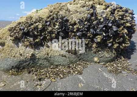 Blue mussels (Mytilus exults) on a barnacle-covered rock with Mudflat snails (Bagtilllaria cumingi) below, Crescent Beach, B. C., Canada. Stock Photo