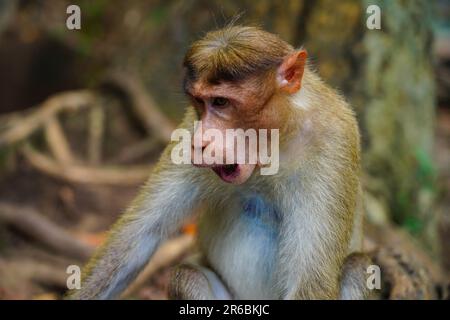 Face of an angry monkey in close up shot, wild life from Western Ghats Stock Photo