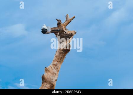 Closed circuit camera multi-angle CCTV system camera installed on dead tree in the garden. Security surveillance camera on tree stump in the park. Cov Stock Photo