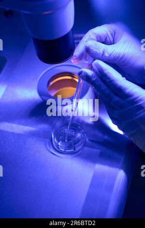 Reproduction specialist examining female cells under microscope Stock Photo