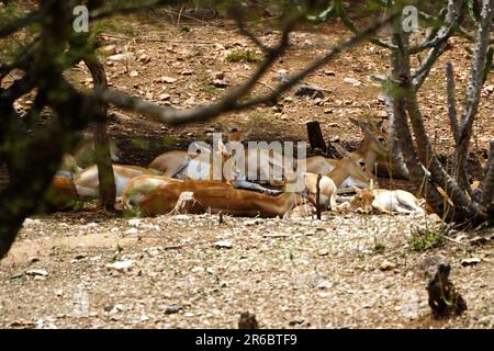 Udaipur, India. 04th June, 2023. Black bucks Take rest inside an enclosure at sajjangarh biological park in Lake City Udaipur, Rajasthan, India on 04 June 2023. Photo byABACAPRESS.COM Credit: Abaca Press/Alamy Live News Stock Photo