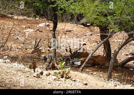 Udaipur, India. 04th June, 2023. Black bucks Take rest inside an enclosure at sajjangarh biological park in Lake City Udaipur, Rajasthan, India on 04 June 2023. Photo byABACAPRESS.COM Credit: Abaca Press/Alamy Live News Stock Photo