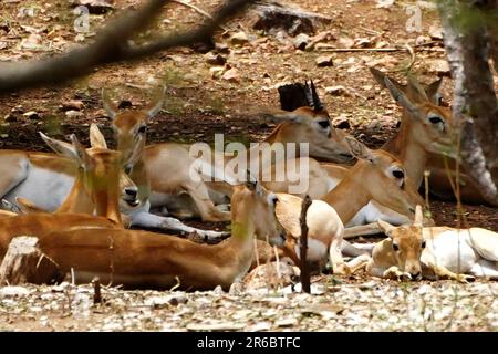 Udaipur, India. 04th June, 2023. Black bucks Take rest inside an enclosure at sajjangarh biological park in Lake City Udaipur, Rajasthan, India on 04 June 2023. Photo byABACAPRESS.COM Credit: Abaca Press/Alamy Live News Stock Photo