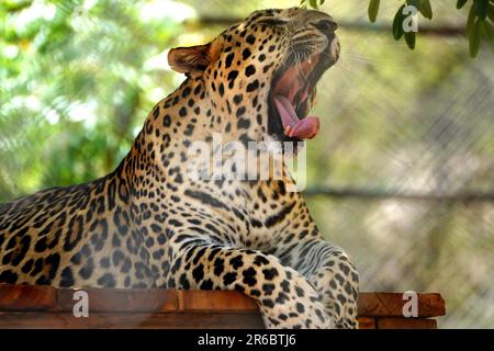 Udaipur, India. 04th June, 2023. A Leopard Take rest inside an enclosure at sajjangarh biological park in Lake City Udaipur, Rajasthan, India on 04 June 2023. Photo by ABACAPRESS.COM Credit: Abaca Press/Alamy Live News Stock Photo