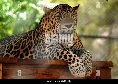 Udaipur, India. 04th June, 2023. A Leopard Take rest inside an enclosure at sajjangarh biological park in Lake City Udaipur, Rajasthan, India on 04 June 2023. Photo by ABACAPRESS.COM Credit: Abaca Press/Alamy Live News Stock Photo