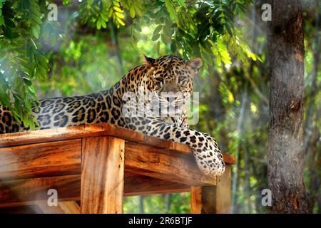 Udaipur, India. 04th June, 2023. A Leopard Take rest inside an enclosure at sajjangarh biological park in Lake City Udaipur, Rajasthan, India on 04 June 2023. Photo by ABACAPRESS.COM Credit: Abaca Press/Alamy Live News Stock Photo