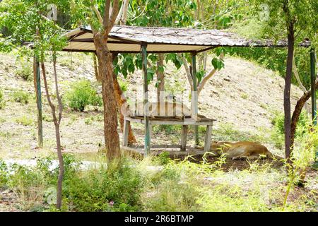 Udaipur, India. 04th June, 2023. A Lion Take rest inside an enclosure at sajjangarh biological park in Lake City Udaipur, Rajasthan, India on 04 June 2023. Photo by ABACAPRESS.COM Credit: Abaca Press/Alamy Live News Stock Photo