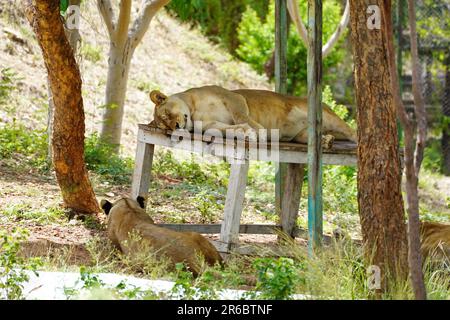 Udaipur, India. 04th June, 2023. A Lion Take rest inside an enclosure at sajjangarh biological park in Lake City Udaipur, Rajasthan, India on 04 June 2023. Photo by ABACAPRESS.COM Credit: Abaca Press/Alamy Live News Stock Photo