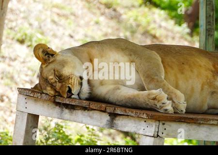 Udaipur, India. 04th June, 2023. A Lion Take rest inside an enclosure at sajjangarh biological park in Lake City Udaipur, Rajasthan, India on 04 June 2023. Photo by ABACAPRESS.COM Credit: Abaca Press/Alamy Live News Stock Photo