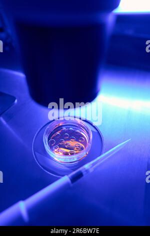 Laboratory worker examining under microscope stem cells in petri dish Stock Photo