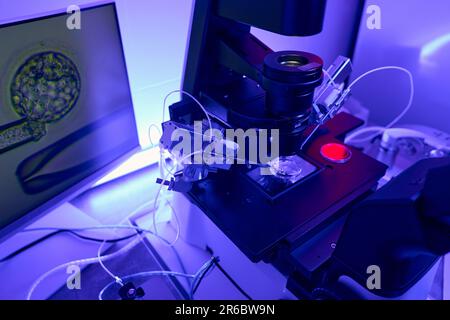 Laboratory worker using micropipette to make icsi procedure Stock Photo