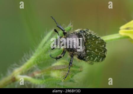 Natural closeup on the Mediterranean Spotted Chafer, Oxythyrea funesta sitting in the vegetation Stock Photo