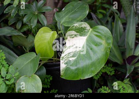 Monstera Deliciosa Albo. Rare plants. Variegated plant. Trending houseplant Stock Photo