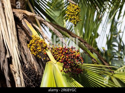 The flowers of the Coconut Palm have been pollinated and the clusters of fruit start to develop on drooping stalks. Stock Photo