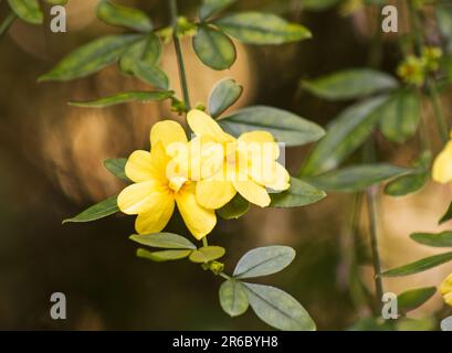 Jasmine, Jasminum fruticans, Primrose jasmine, Jasminem mesny flowers Stock Photo