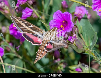 A beautiful and eye catching White-lined Sphinx moth hovering in front of a flower as it gathers nectar with blurry wings. Stock Photo