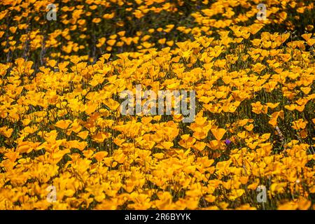 A carpet of yellow and orange Mexican Poppies in a field in direct sunlight. Stock Photo