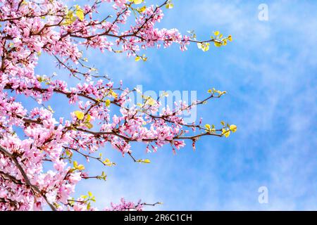 Vibrant Pink Cherry Blossom Blooms against a blue sky background. Taken in Notting HIll, London, England. Stock Photo